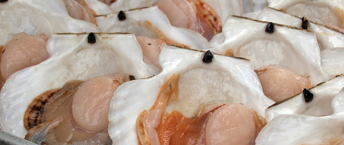 Scallops, Bay