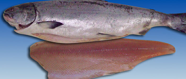 Salmon, Ivory King