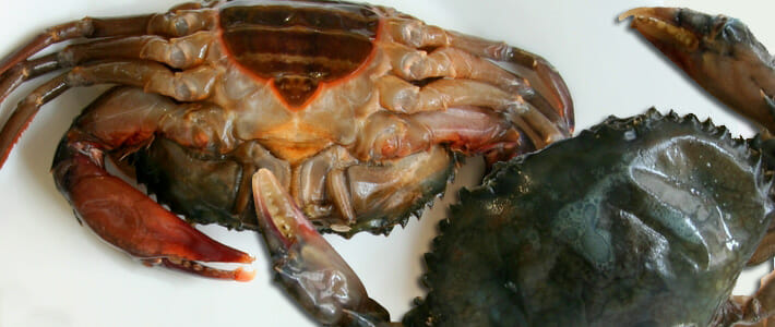 Soft-Shell Crab
