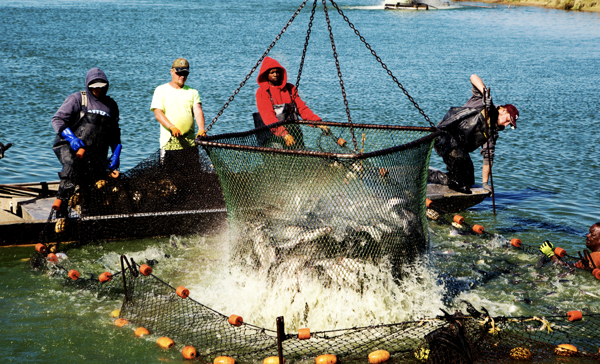 Heartland Catfish Co. Fruge Seafood Company